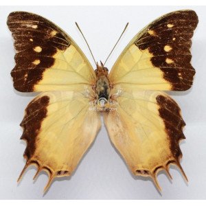 CHARAXES ANALAVA